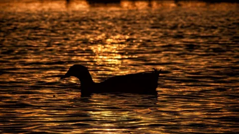 En alerta el agua del Lago de Chapala ante la presencia de toxinas