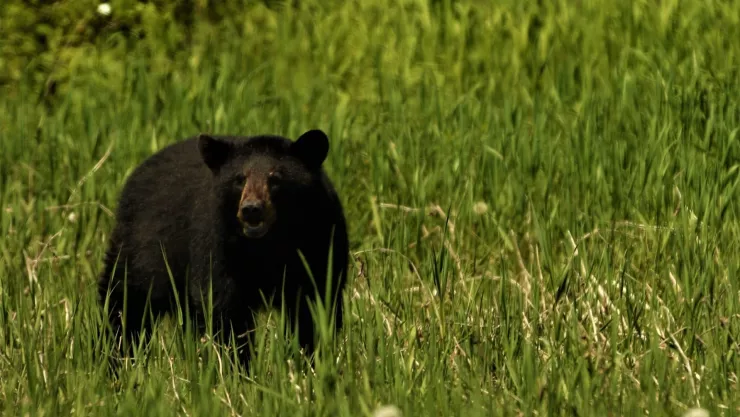 oso atropellado en la carretera 57 hoy 8 de noviembre.jpg