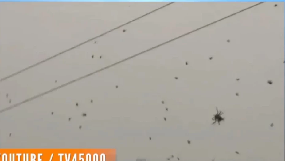 Arañas en el cielo de Brasil