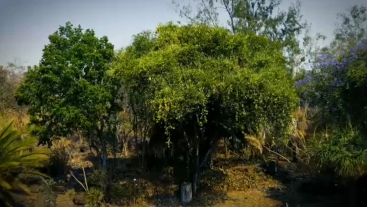 Árbol solo.jpeg