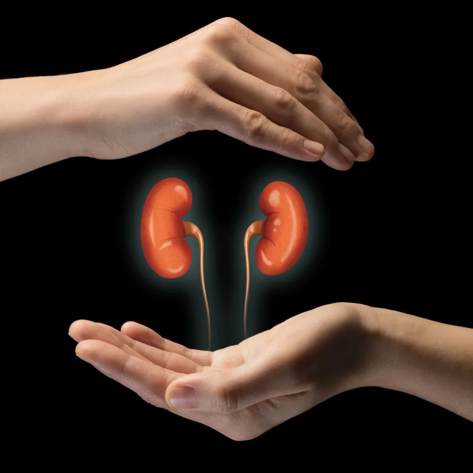 Riñones insuficiencia renal - SVIATLANA ZYKAVA.jpg