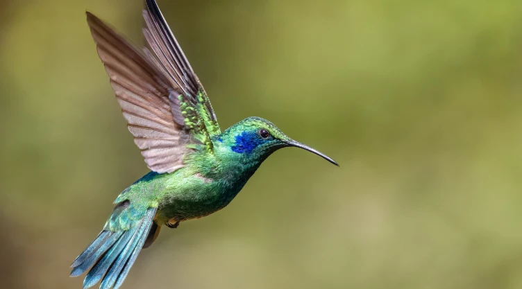 colibríes.png