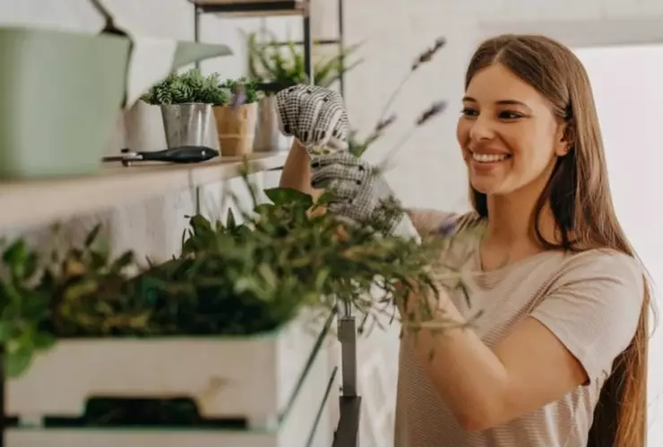 Estas plantas son baratas y hermosas
