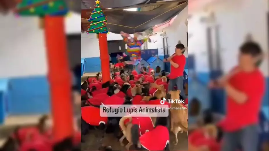 refugio para animales