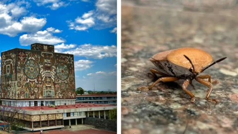 Comienza fumigación en la UNAM por plaga de chinches