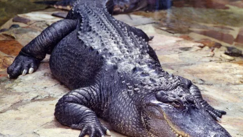 Ataque de cocodrilo cobra la vida de una niña que estaba con sus hermanos