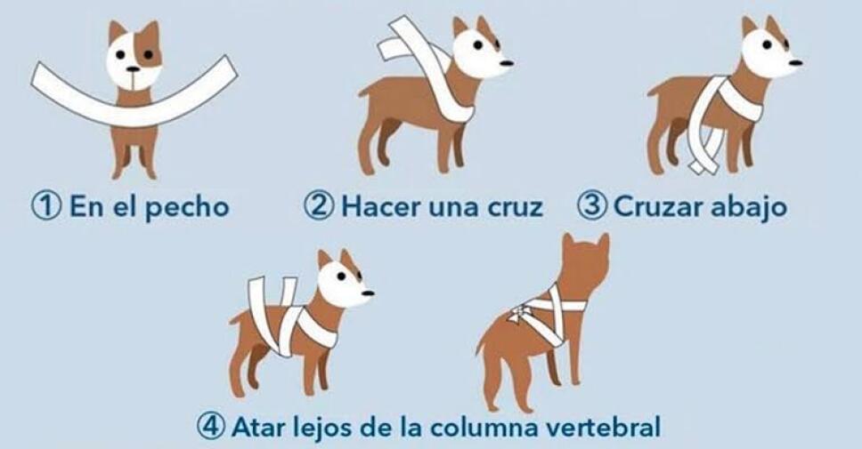 Protege a tu perro de la pirotecnia con estos consejos