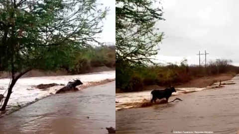 vaca sobrevive arroyo sinaloa.jpg