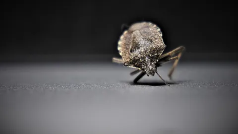 Chinches elimínalo insectos.jpg