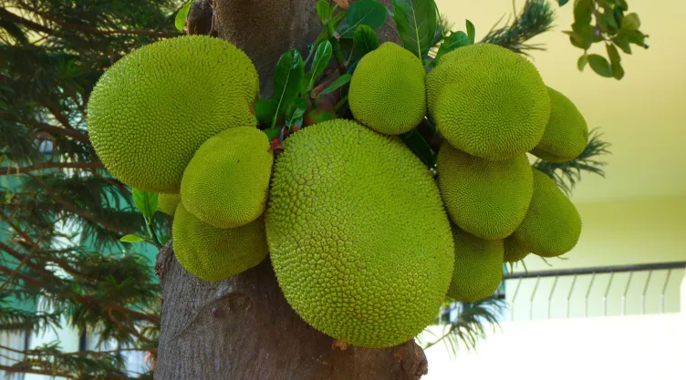 Jackfruit, el fruto de la cocina vegana que parece carne