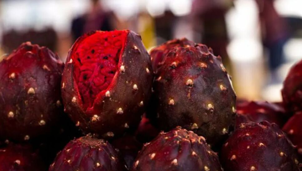 Receta del pan de pitaya típico de Jalisco Sur
