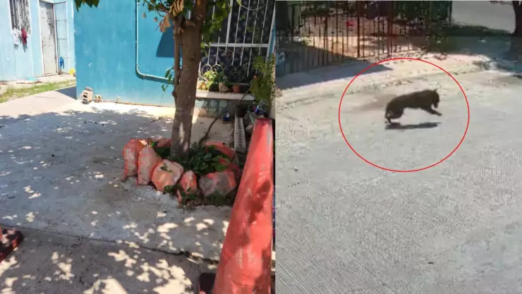 VIDEO: Detienen a hombre que cortó la patita a “Negrito”, un perro en Yucatán