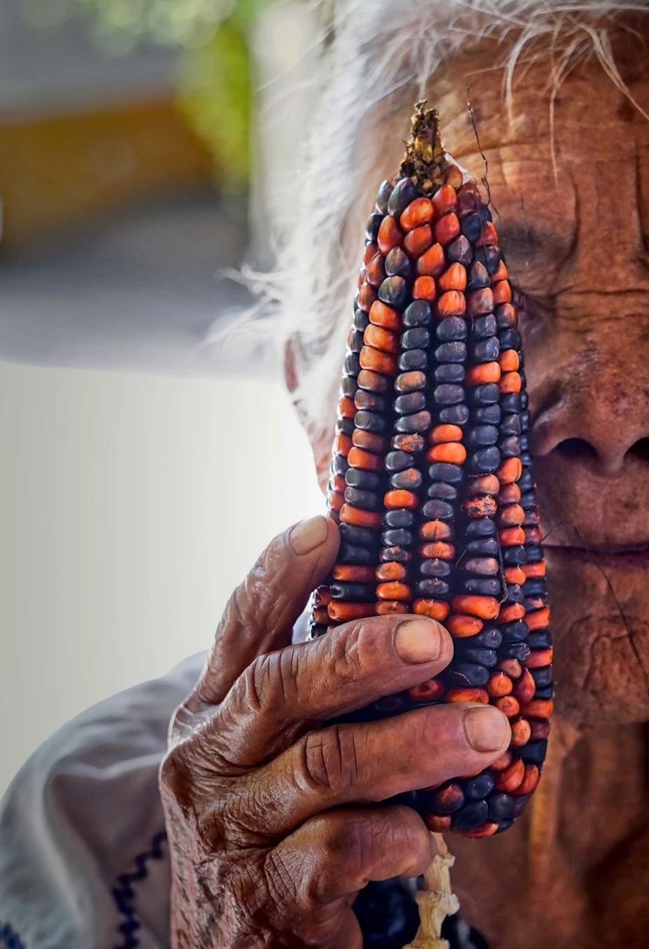 Maíz