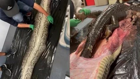 Encuentran caimán dentro de una pitón.jpg