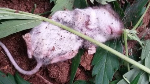 Ratón se da un viaje por comerse hojas de cannabis