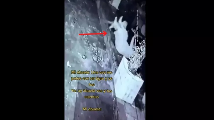 VIDEO: Abuelita se pelea con tigre, este fue el desenlace