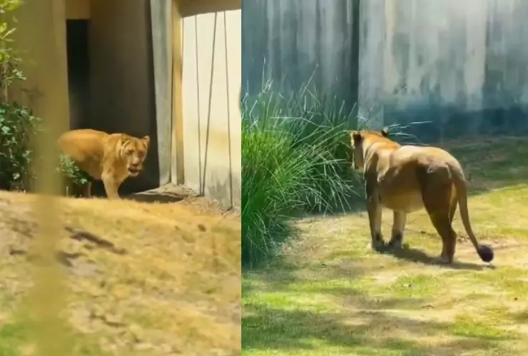 Leona en el Zoológico de Brasil