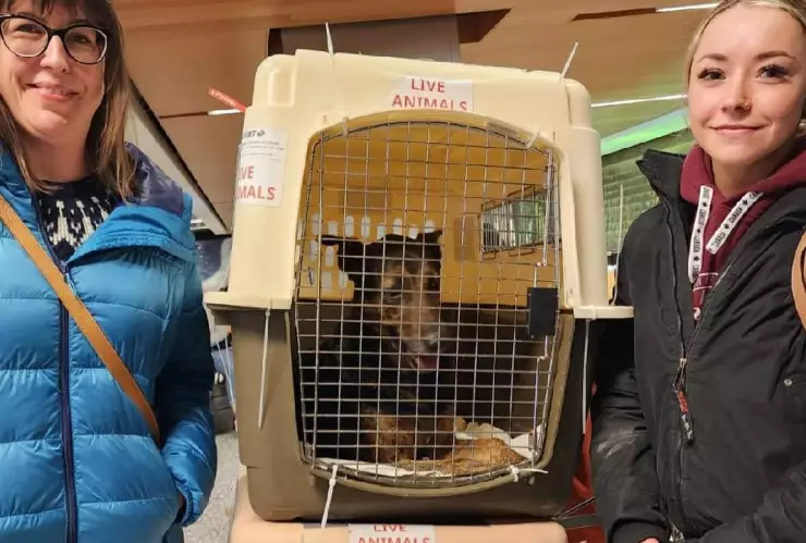 Ella es Malix, la perrita atropellada en Tulum que encontró nueva vida en Canadá.jpg