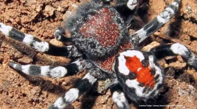 araña phoenix pelicula joker.jpg