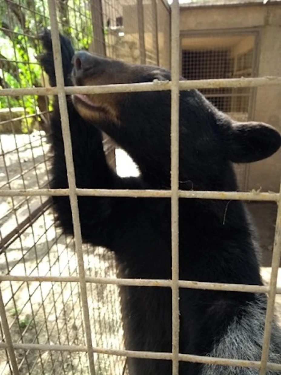 oso negro