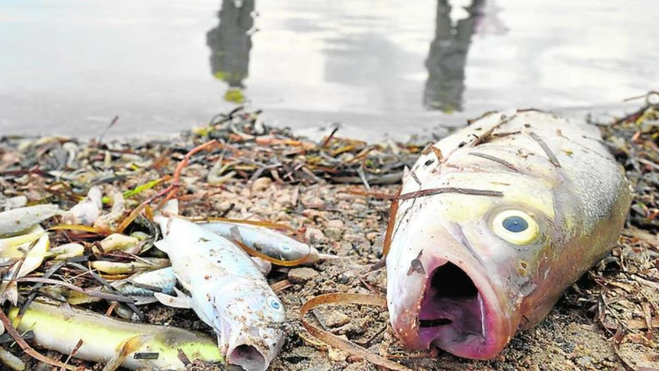 Se dictaminó el pescado de Ayotlán no apto para consumo.png