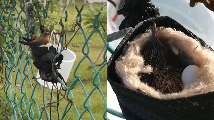 VIRAL Pájaro realiza su nido en un cubrebocas (FOTOS)