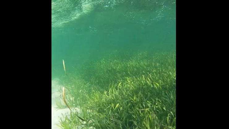 planta mas grande del mundo australia