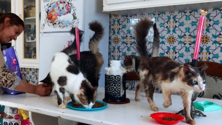 &iquest;Ya vacunaste a tu mascota? Comenz&oacute; la jornada de vacunaci&oacute;n antirr&aacute;bica para perros y gatos en todo M&eacute;xico