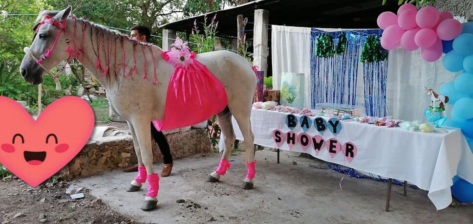 Familia en Yucatán realiza baby shower a su yegua