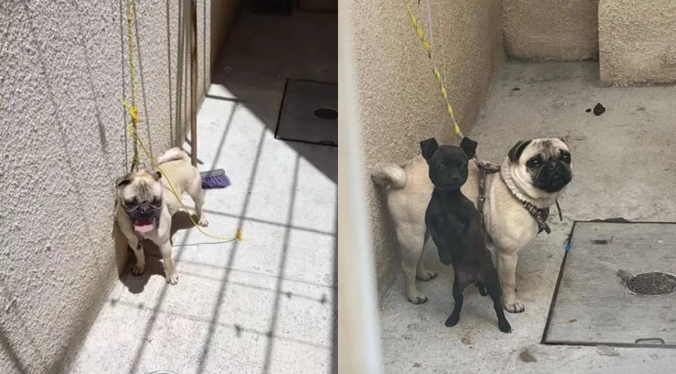 Maltrato-animal-en-Chalco