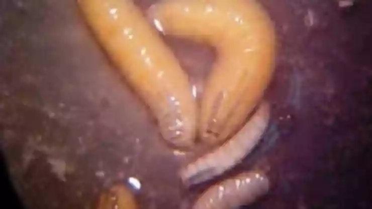 ATENCIÓN_ Confirman caso del gusano barrenador en Yucatán; ¿en qué municipio del estado fue detectado