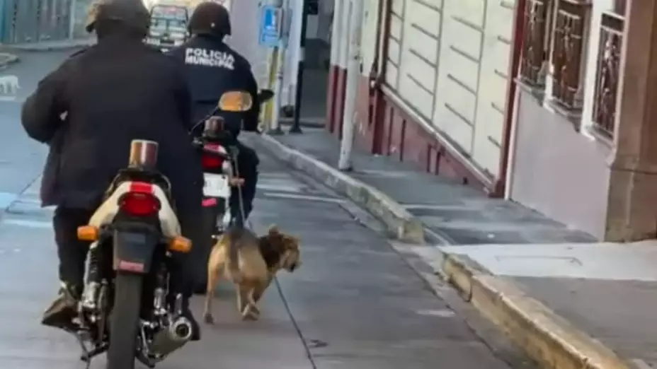 Perro