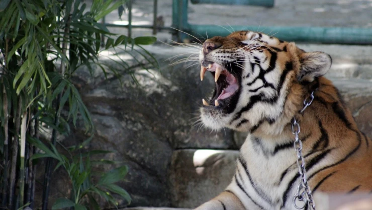 animales salvajes diputados mascotas