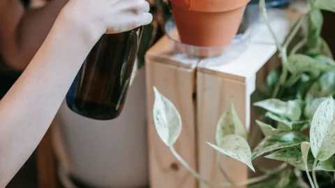Por esta razón necesitas ponerle vinagre blanco a la tierra de tus plantas