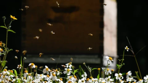 picadura de abeja qué hacer