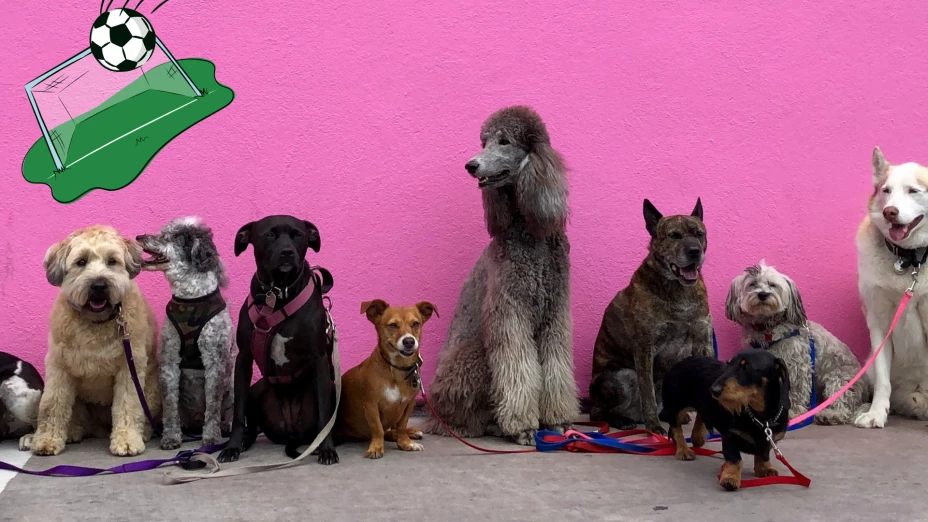Club Celaya FC donará 100 kilos de croquetas por cada gol 2025.png