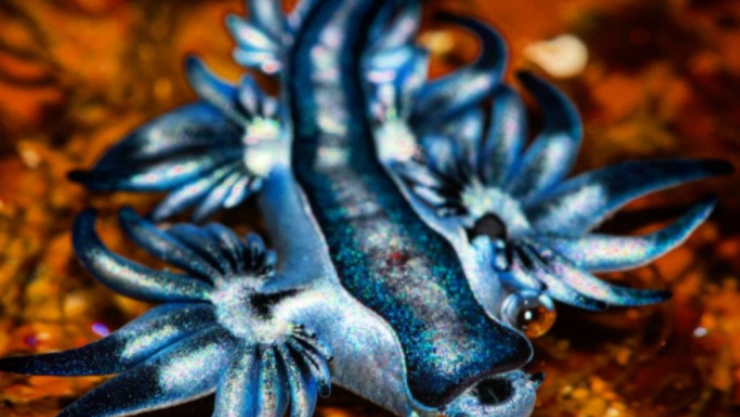 dragon_azul.jpg
