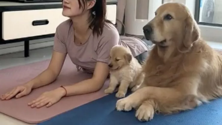Perrito imita a su dueña haciendo yoga y es viral en TikTok
