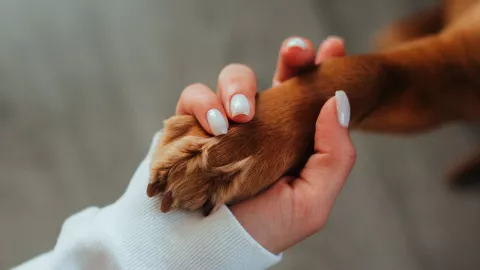 Veterinaria no aplica eutanasia a perro, su dueño lo quería dormir por ladrar mucho.jpg