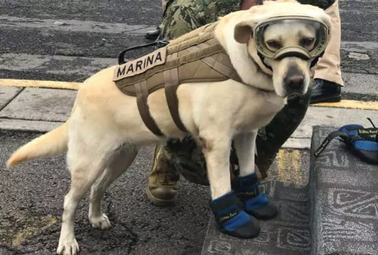 Frida, perro rescatista de la marina de México