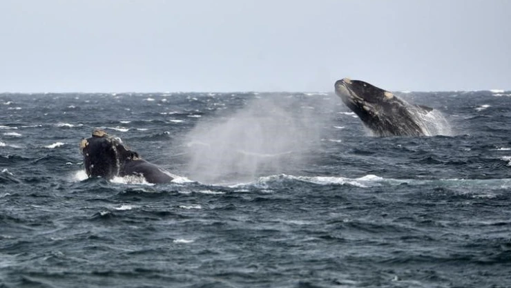 Graban por primera vez canción de una rara ballena franca en busca del amor