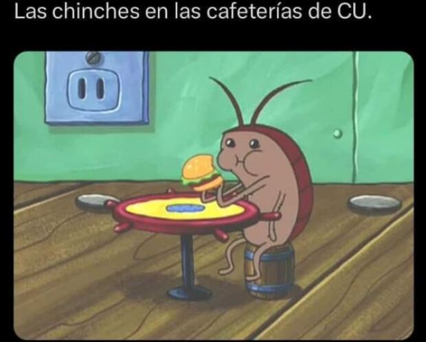 memes plaga de chinches