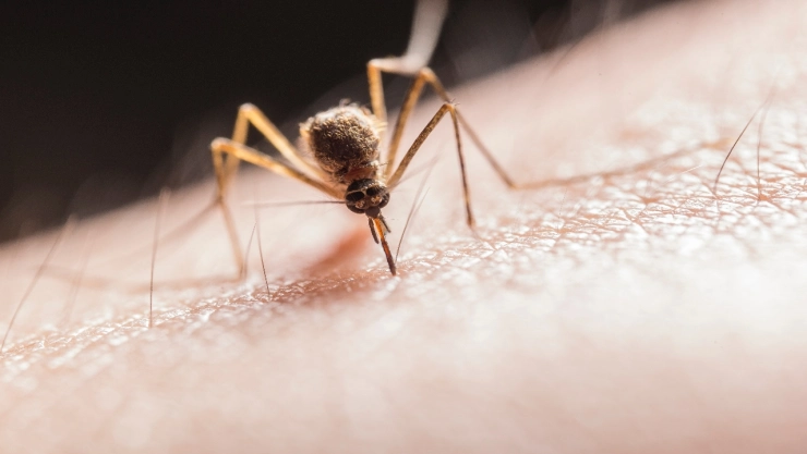 Cómo-quitar-la-comezón-de-los-piquetes-de-mosquito-Conoce-el-truco-con-bicarbonato