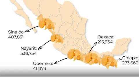 Sinaloa segundo lugar en producción de mango.
