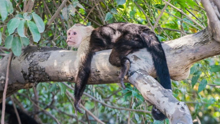 Descubren comportamiento inusual en monos capuchinos en Panamá
