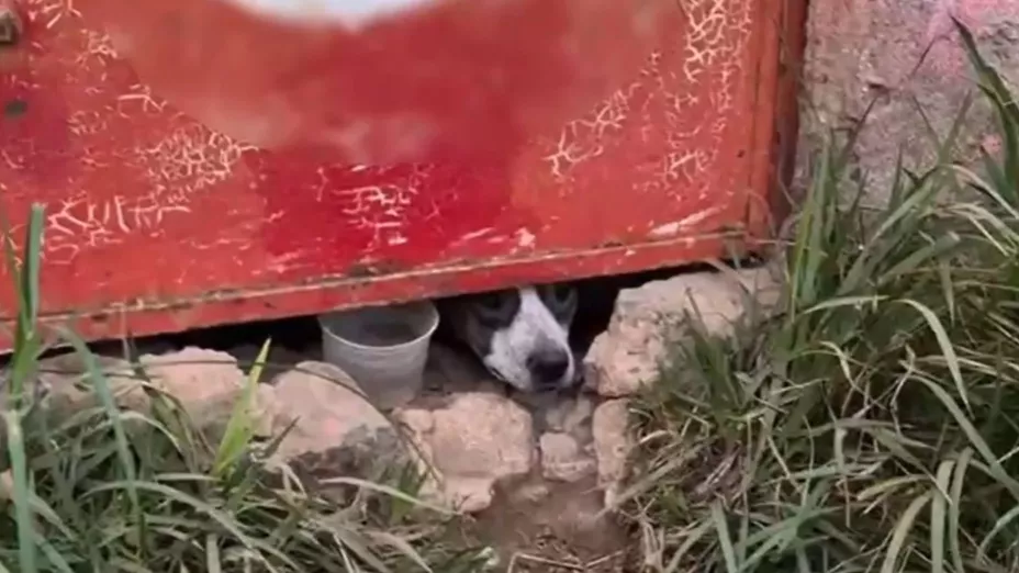 Decomisan loros y rescatan a un perrito en situación de riesgo en Tlaquepaque