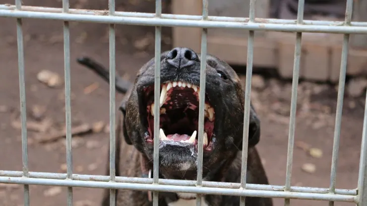 Perro pitbul mata a niño