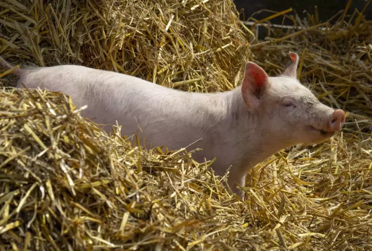 cerdo “invasor” en Periférico de la Juventud