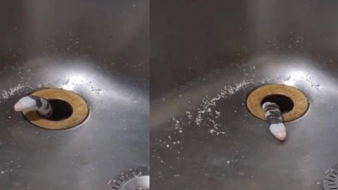 Video ¿QUÉ ES ESO Mujer encontró extraño animal saliendo del lavaplatos