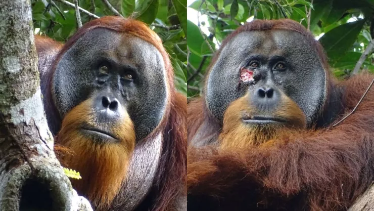 rakus-primer-orangutan.cura-propias-heridas-cientificos-sorprendidos.jpg